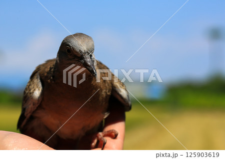 Portrait of bird, into the eyes of bird  125903619