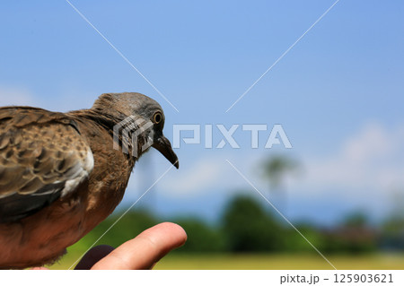Portrait of bird, into the eyes of bird Portrait of bird, into the eyes of bird 125903621