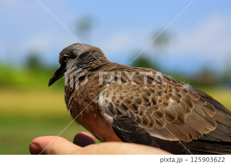 Portrait of bird, into the eyes of bird  125903622