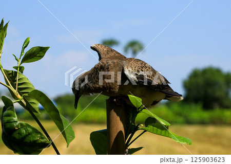 Portrait of bird, into the eyes of bird  125903623