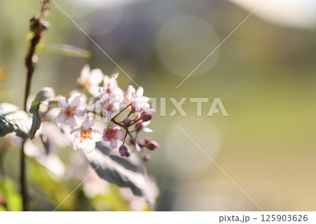 エゾウワミズザクラ エゾウワミズザクラ 125903626