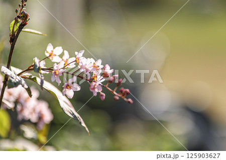 エゾウワミズザクラ エゾウワミズザクラ 125903627