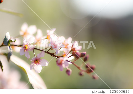 エゾウワミズザクラ エゾウワミズザクラ 125903633