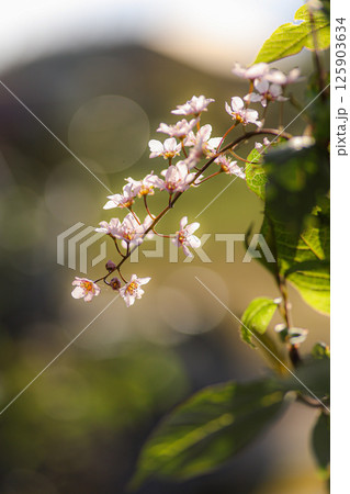 エゾウワミズザクラ 125903634