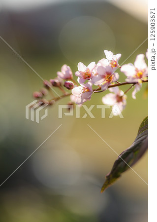 エゾウワミズザクラ 125903671