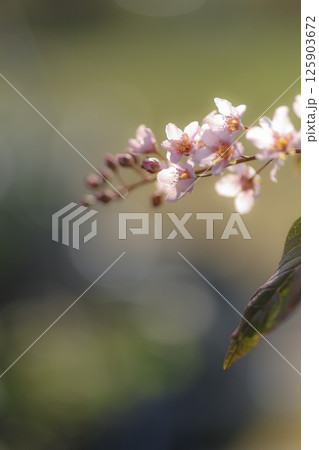 エゾウワミズザクラ 125903672