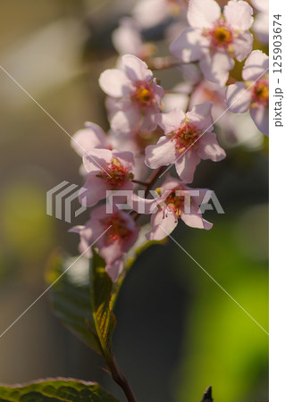 エゾウワミズザクラ 125903674