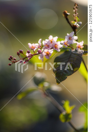 エゾウワミズザクラ エゾウワミズザクラ 125903675