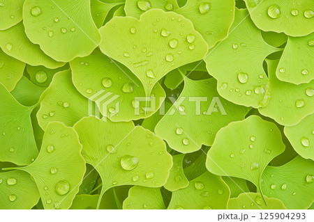 Freshly picked green ginkgo biloba leaves showing vibrant detail and texture, with water droplets for a refreshing and natural display. Suitable for themes of health, herbal remedies, and nature. 125904293