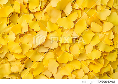 A vibrant arrangement of yellow ginkgo biloba leaves with detailed texture and pattern. 125904298