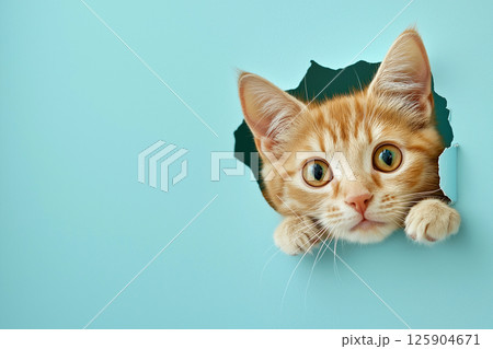 Playful orange kitten curiously peeking through a hole in a vibrant blue backdrop, creating a striking contrast. The scene captures an adorable and joyful feline moment for various creative concepts 125904671