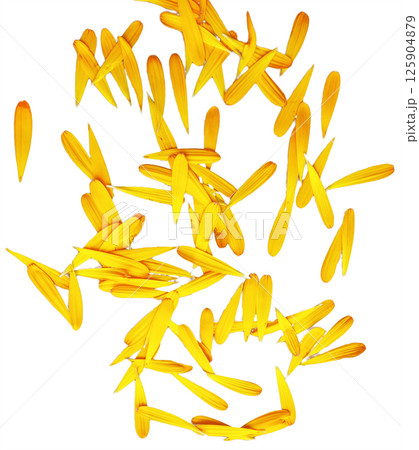 Yellow chrysanthemum flower petals isolated on white background Yellow chrysanthemum flower petals isolated on white background 125904879