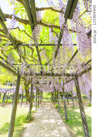 白井大町藤公園 満開のふじの花 白井大町藤公園 満開のふじの花 125904945