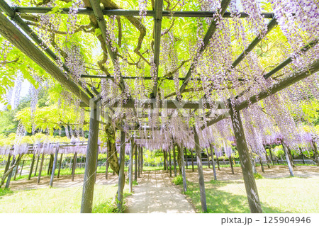 白井大町藤公園　満開のふじの花 125904946