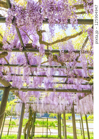 白井大町藤公園　満開のふじの花 125904947