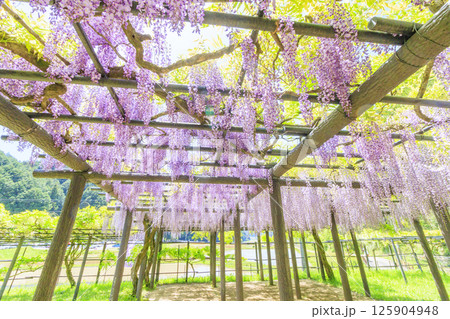 白井大町藤公園　満開のふじの花 125904948