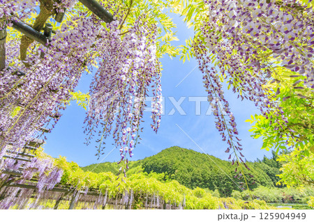 白井大町藤公園 満開のふじの花 白井大町藤公園 満開のふじの花 125904949