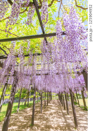 白井大町藤公園　満開のふじの花 125904952