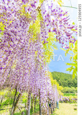 白井大町藤公園　満開のふじの花 125904955