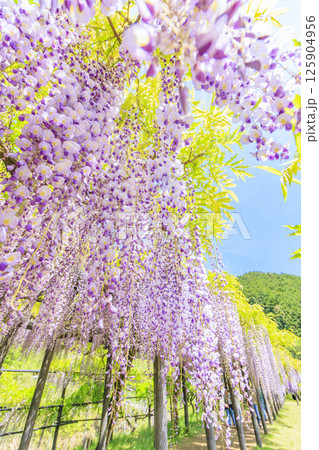 白井大町藤公園　満開のふじの花 125904956
