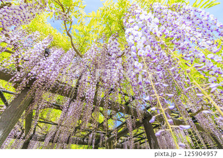 白井大町藤公園 満開のふじの花 白井大町藤公園 満開のふじの花 125904957