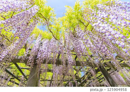 白井大町藤公園 満開のふじの花 白井大町藤公園 満開のふじの花 125904958