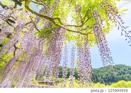白井大町藤公園 満開のふじの花 白井大町藤公園 満開のふじの花 125904959