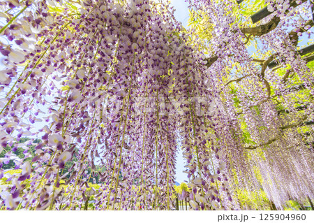 白井大町藤公園 満開のふじの花 白井大町藤公園 満開のふじの花 125904960