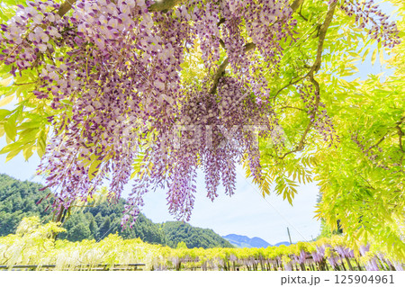 白井大町藤公園 満開のふじの花 白井大町藤公園 満開のふじの花 125904961