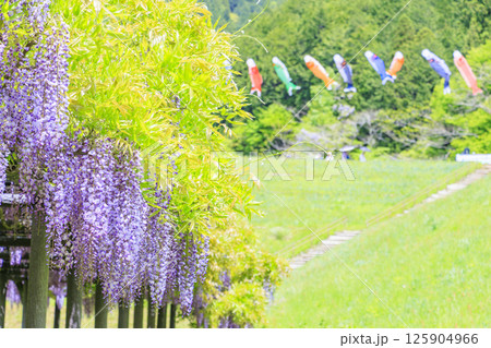 白井大町藤公園 満開のふじの花 白井大町藤公園 満開のふじの花 125904966