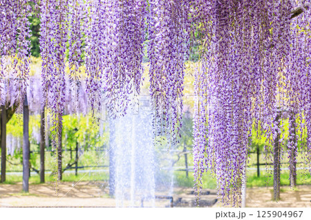 白井大町藤公園　満開のふじの花 125904967