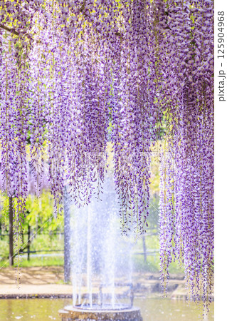 白井大町藤公園　満開のふじの花 125904968