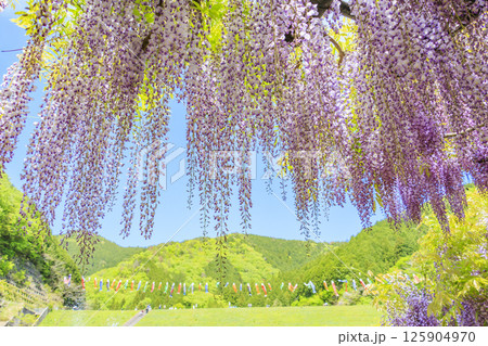 白井大町藤公園　満開のふじの花 125904970
