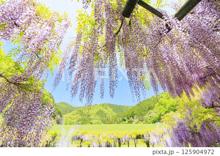 白井大町藤公園 満開のふじの花 白井大町藤公園 満開のふじの花 125904972