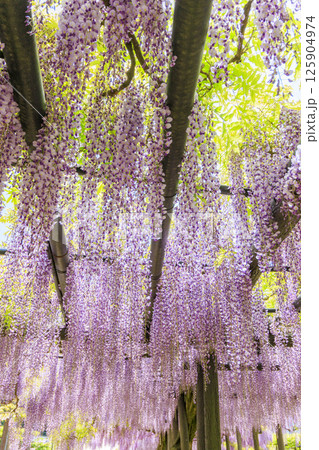 白井大町藤公園 満開のふじの花 白井大町藤公園 満開のふじの花 125904974