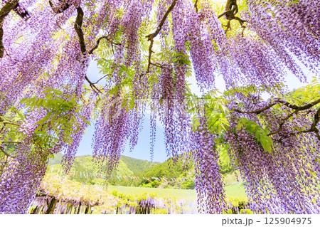 白井大町藤公園　満開のふじの花 125904975