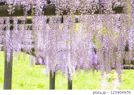 白井大町藤公園　満開のふじの花 125904976