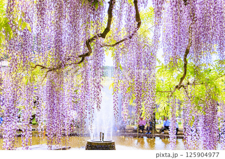 白井大町藤公園　満開のふじの花 125904977