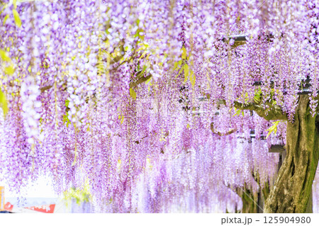 白井大町藤公園 満開のふじの花 白井大町藤公園 満開のふじの花 125904980