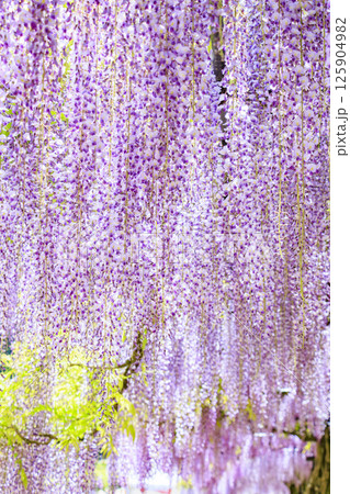 白井大町藤公園 満開のふじの花 白井大町藤公園 満開のふじの花 125904982