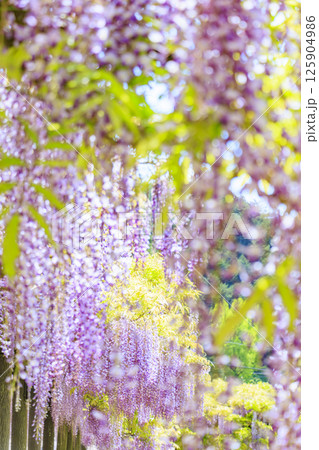 白井大町藤公園　満開のふじの花 125904986
