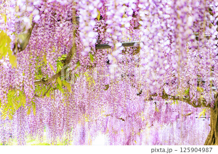 白井大町藤公園 満開のふじの花 白井大町藤公園 満開のふじの花 125904987
