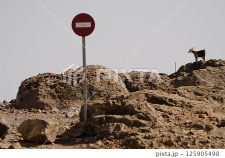 Goat and sign prohibiting traffic. 125905498