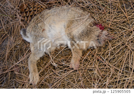 Remains of a European rabbit. 125905505