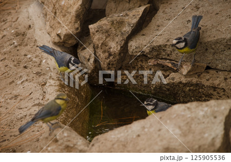 African blue tits at a water source. African blue tits at a water source. 125905536
