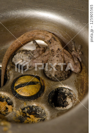 Boettger's wall gecko. Boettger's wall gecko. 125905565