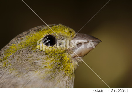 Atlantic canary Serinus canaria. 125905591