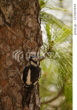 Great spotted woodpecker. 125905644