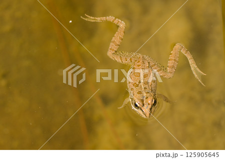 Perez's frog in a pond. Perez's frog in a pond. 125905645