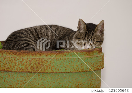 Domestic cat sleeping. Domestic cat sleeping. 125905648